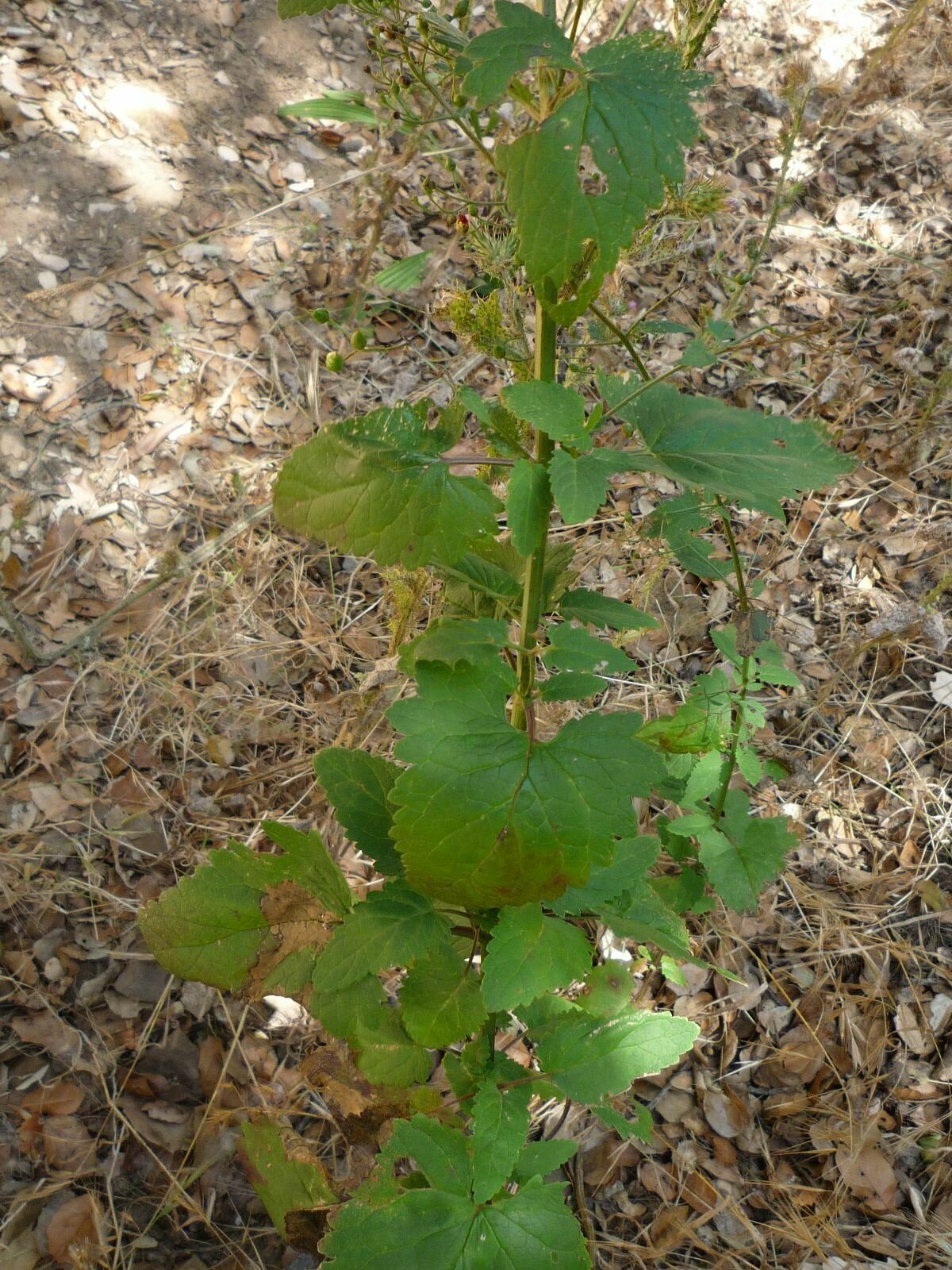 High Resolution Scrophularia californica Leaf